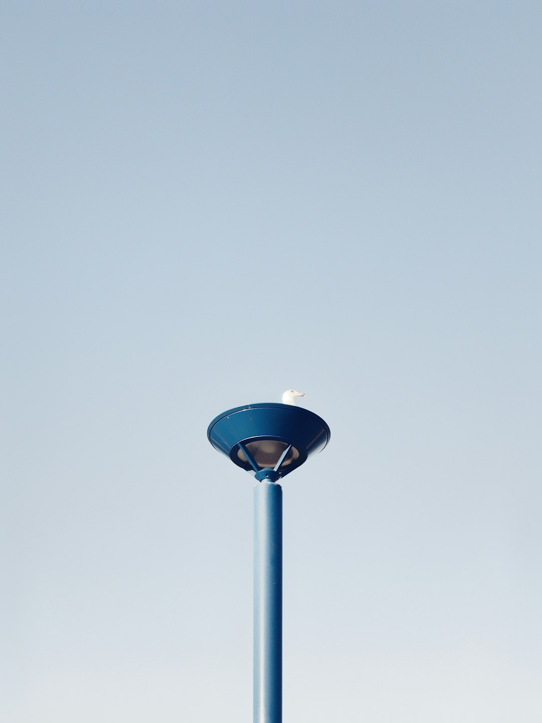 white seagull on top of the post during daytime