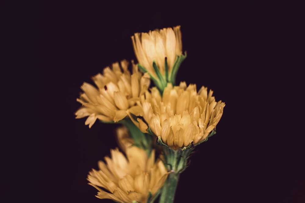 brown petaled flowers with black background