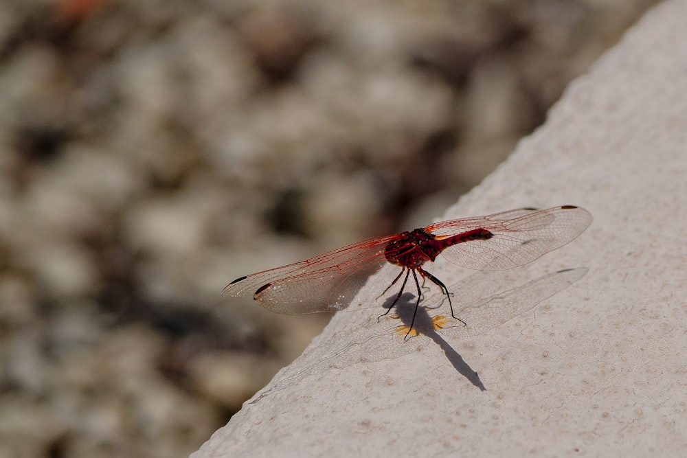 red dragonfly