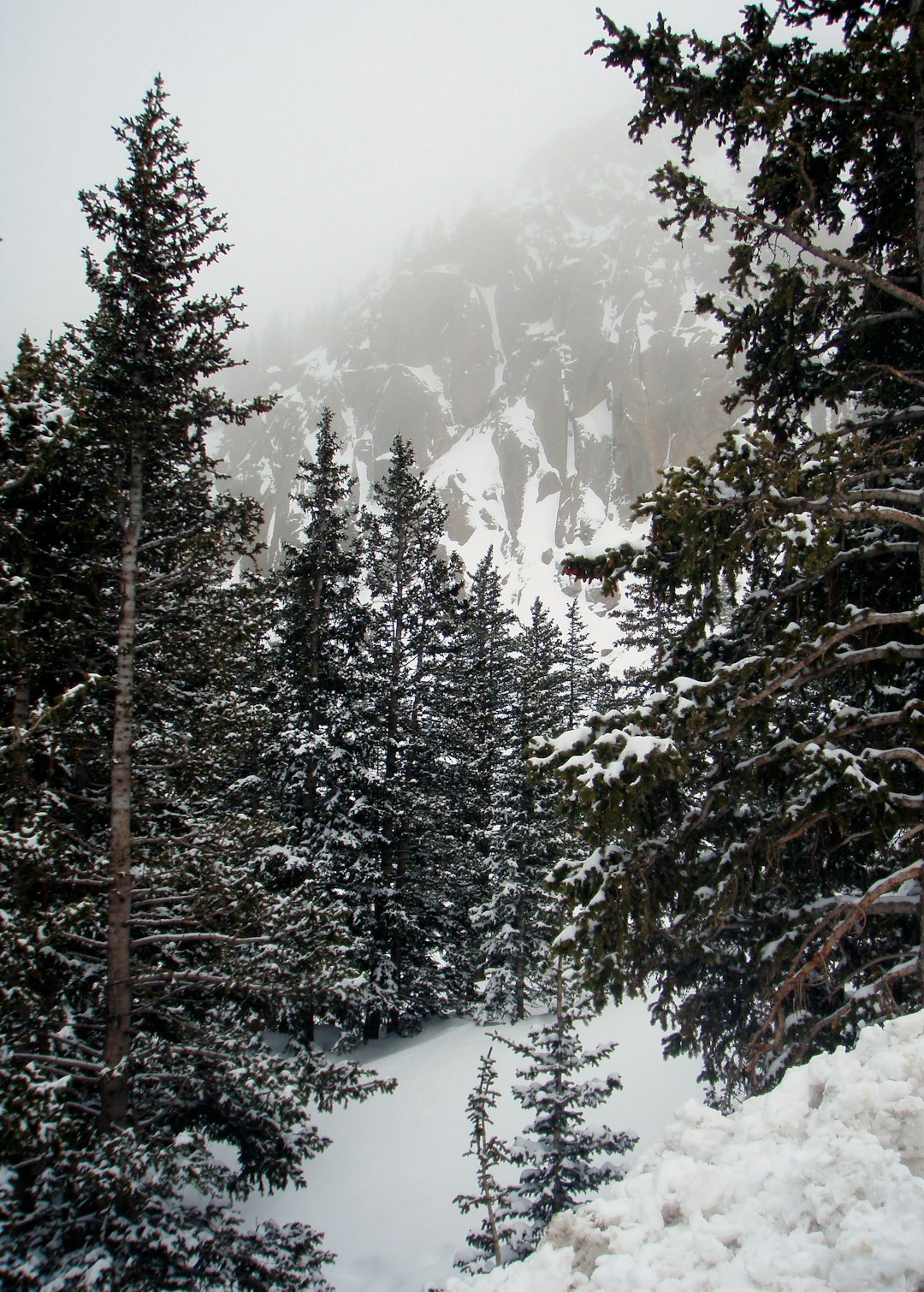 Spruce-fir forest photo spot Colorado Estes Park