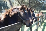 A group of horses lined up calmly before a competitive race