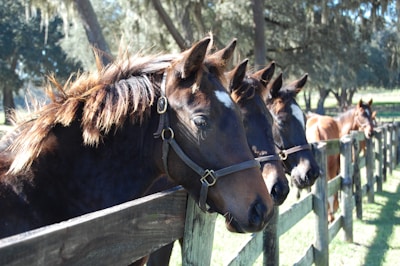 A group of horses lined up calmly before a competitive race