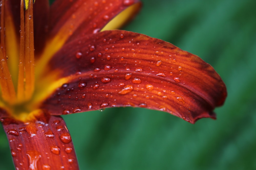 micro photography of water dew on red petaled flower