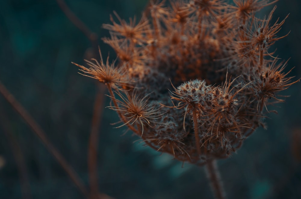 macro shot of orange flowering plant