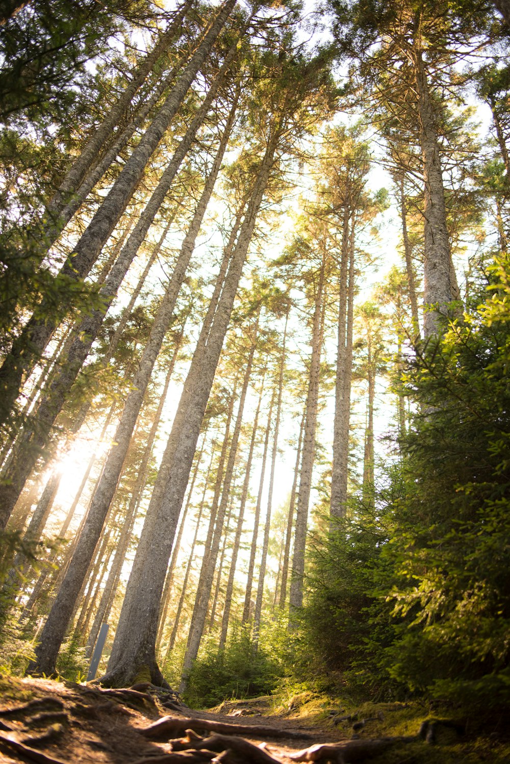 forest during daytime