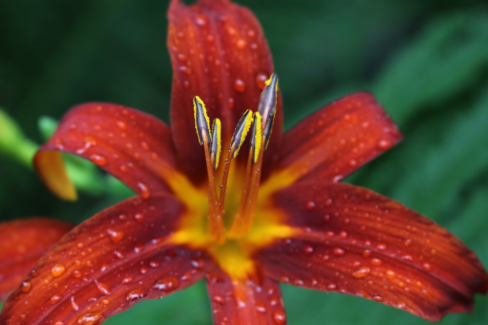 selective focus photography of red lily