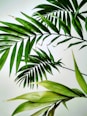 close-up photo of fan palm plant