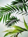 close-up photo of fan palm plant