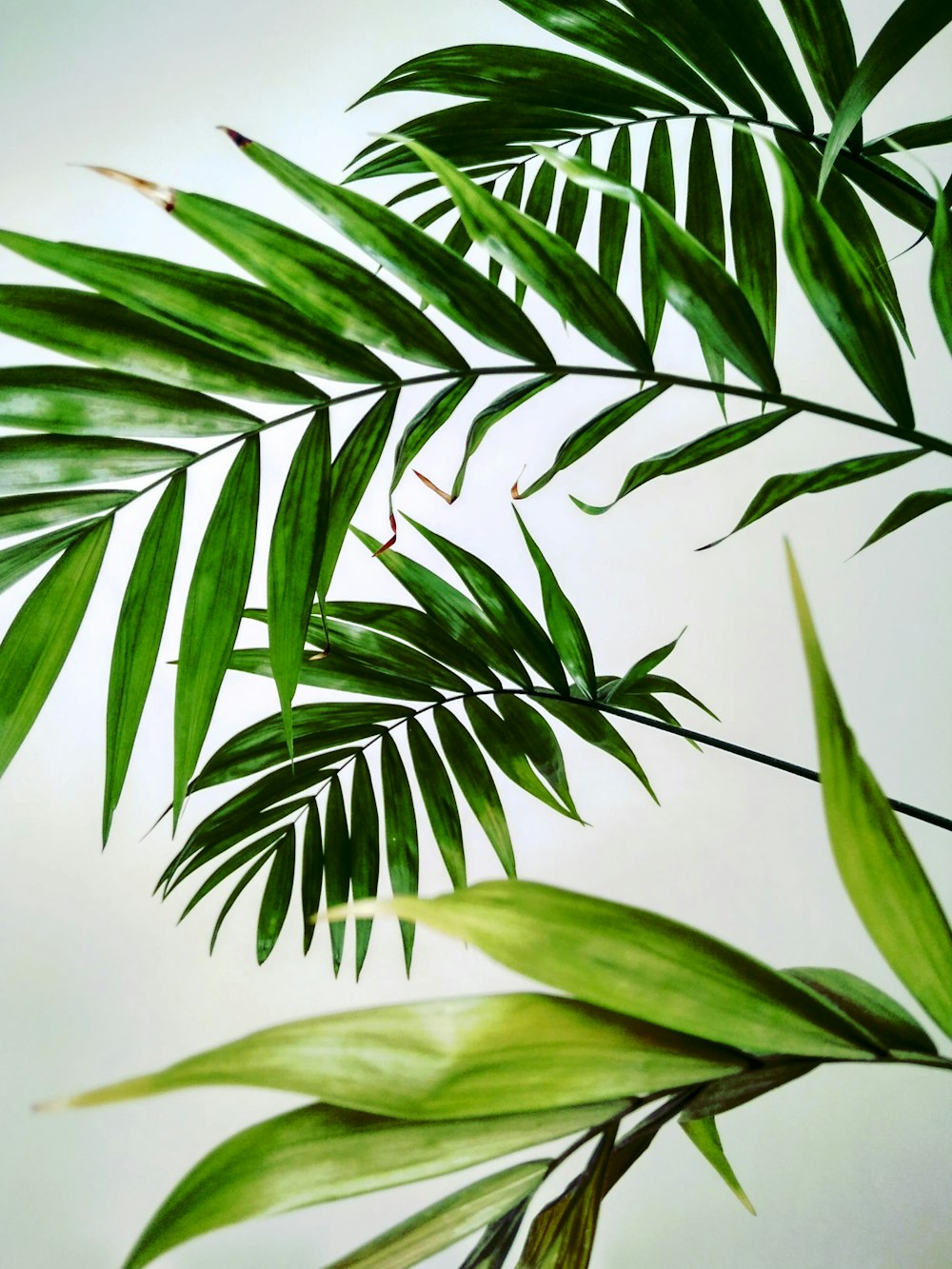 close-up photo of fan palm plant