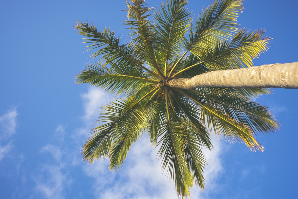 Kokospalme unter strahlend blauem Himmel