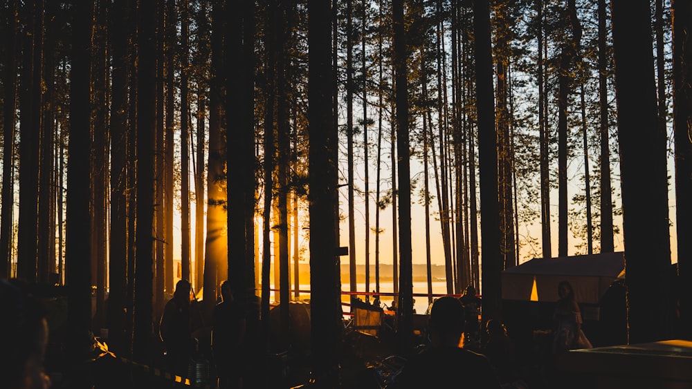 green leafed trees during golden hour