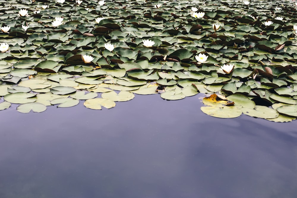 green plants on body of water