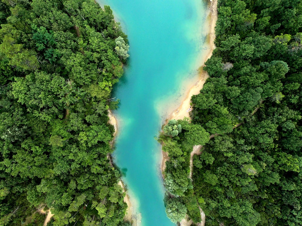 body of water between forest field