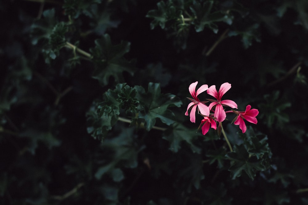 pink flowers