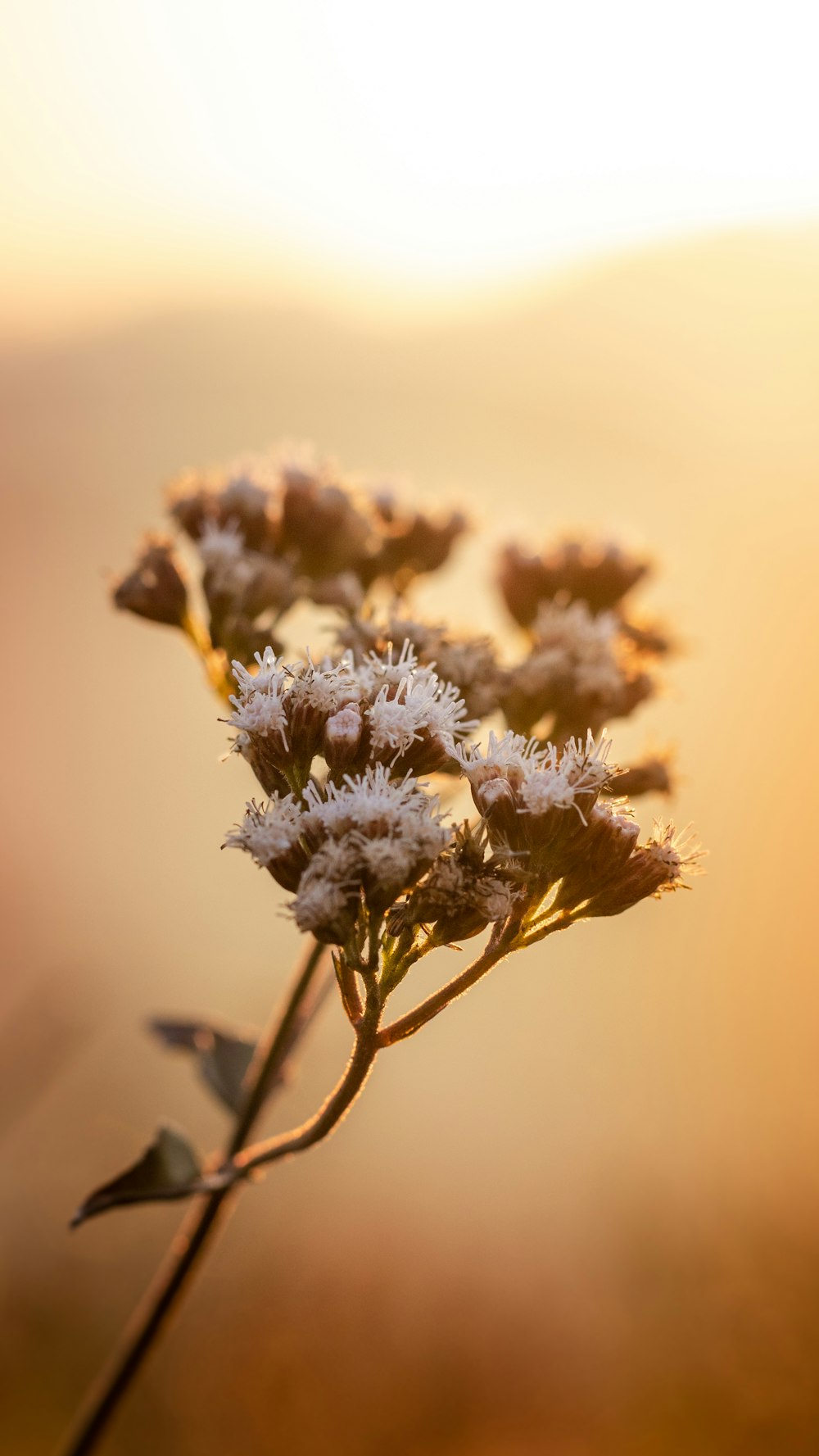 Foto de primer plano de flor de pétalos blancos