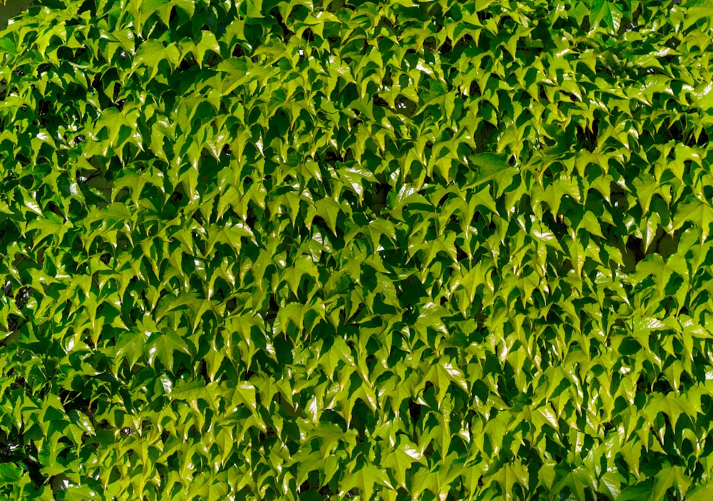 green leaves