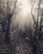Scenic view of a forest trail bathed in natural sunlight