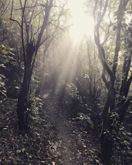 Sunlight filtering through tall trees onto a serene hunting trail in the Illinois Dominant Bucks preserve