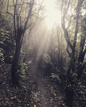 Sunlight filtering through tall trees onto a serene hunting trail in the Illinois Dominant Bucks preserve