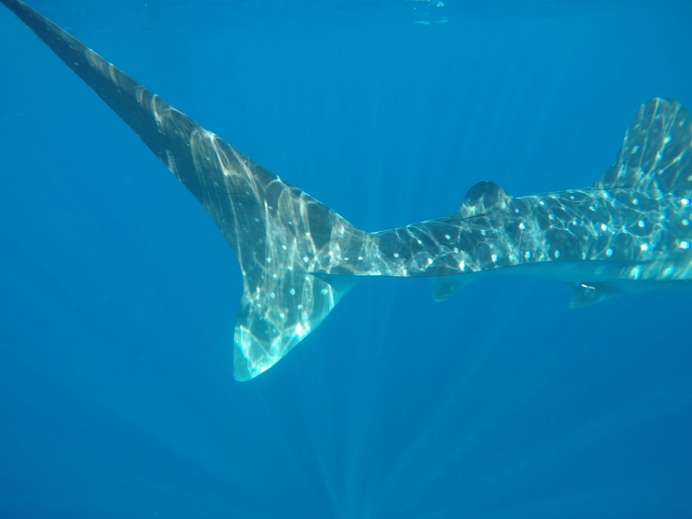 Fotografia subaquática de tubarão-baleia