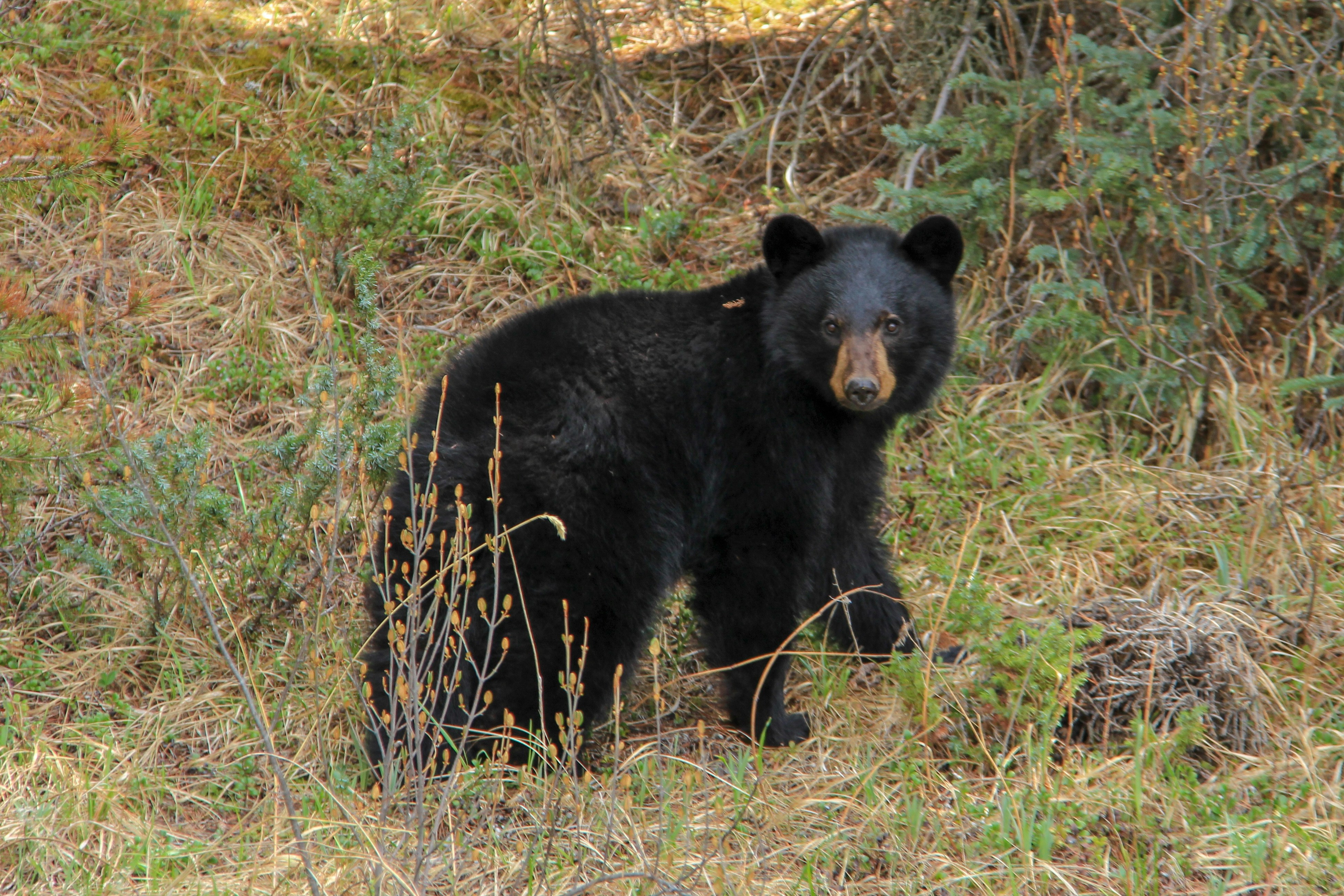 熊出没重返地球完整版免费视频，熊出没重返地球完整版免费视频高清在线观看