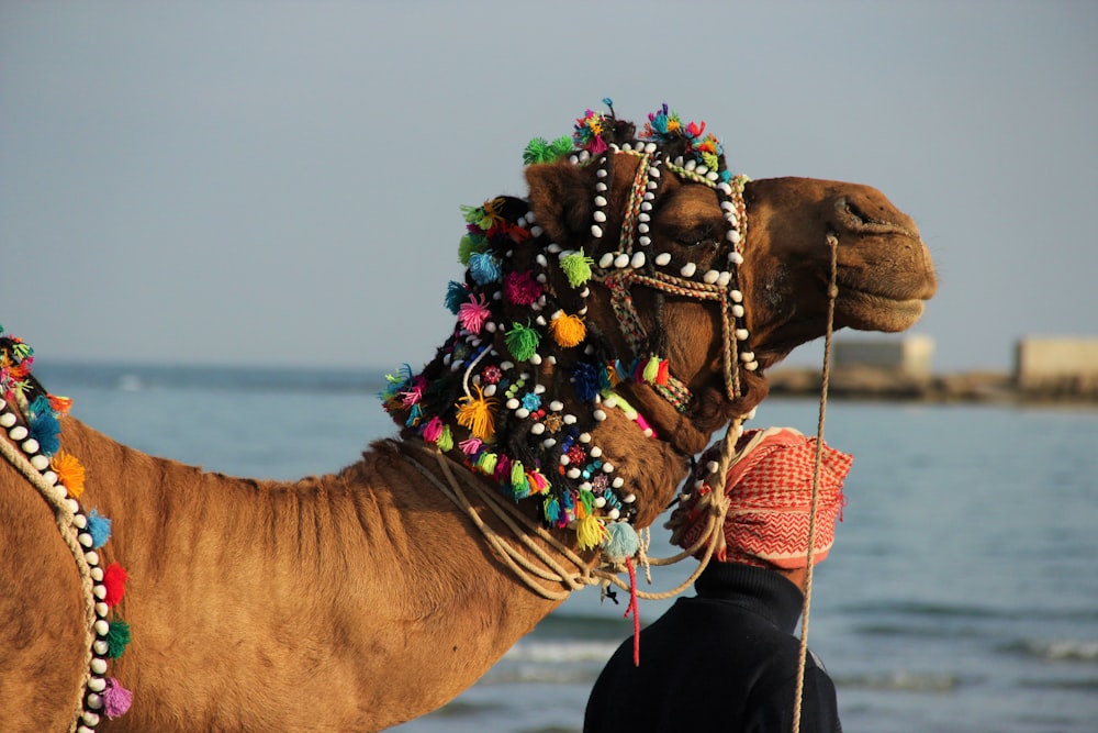 uomo in piedi vicino al cammello durante il giorno
