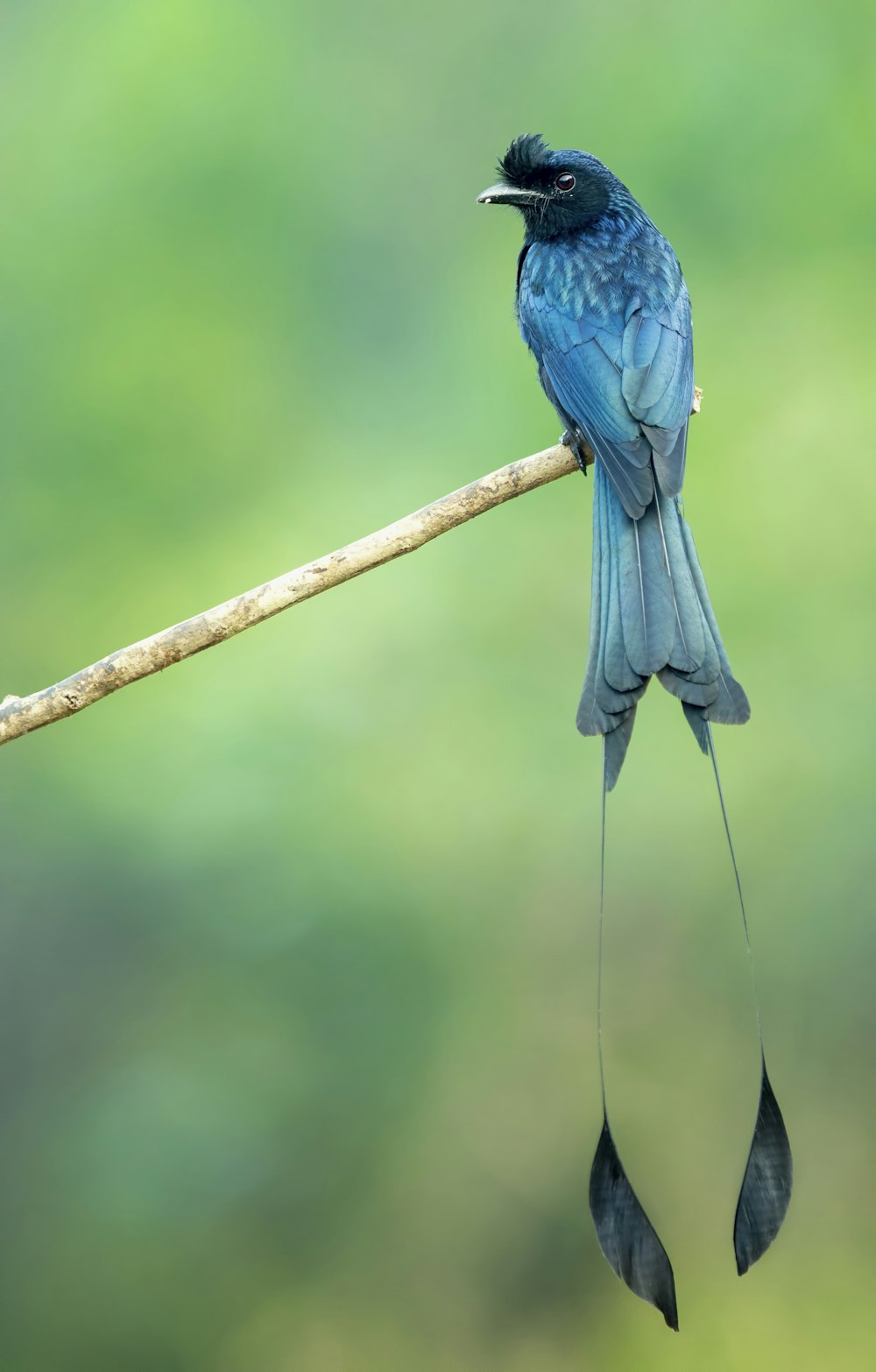 Photo de mise au point peu profonde d’oiseau bleu sur une branche d’arbre