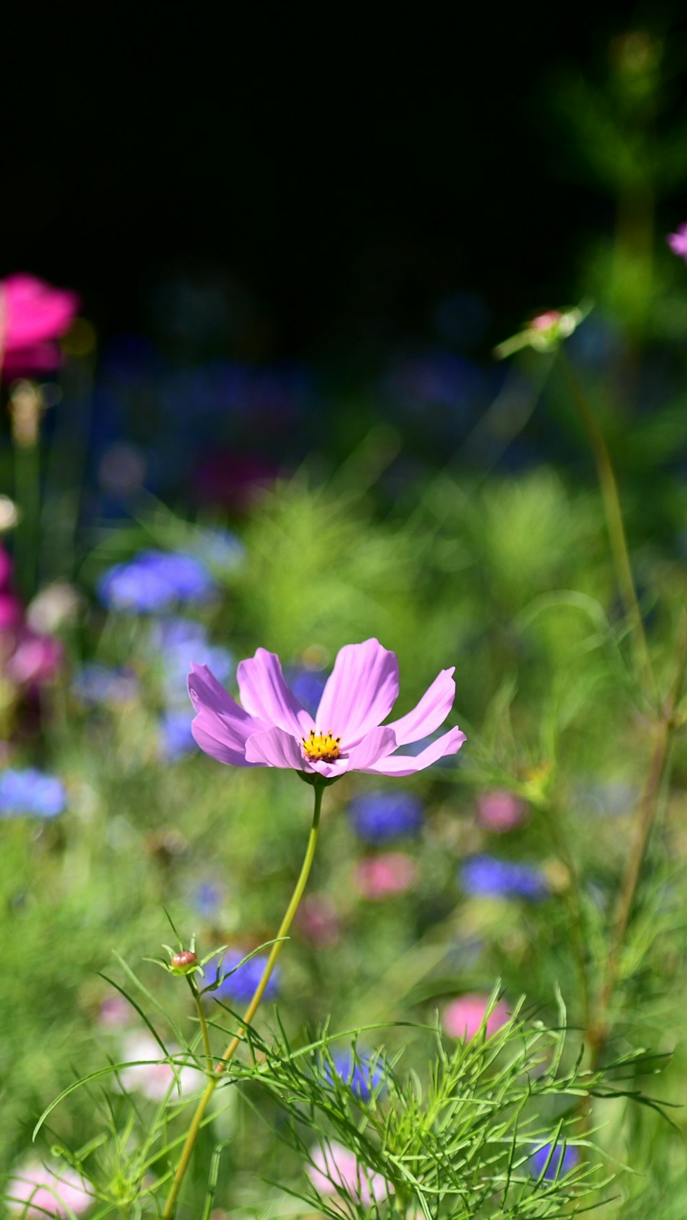 shallow focus photography of purple flower