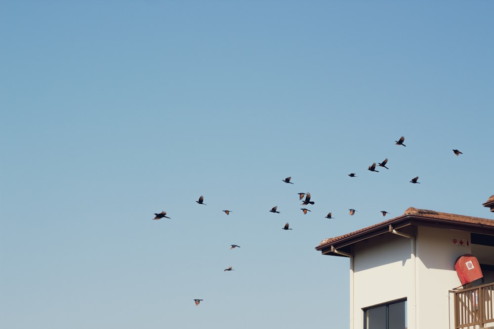 low angle photo of flock of flying birds
