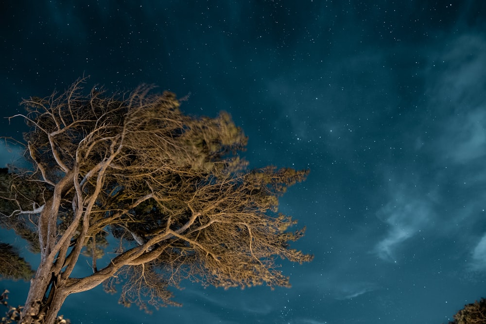 low angle photo of green leafed tree