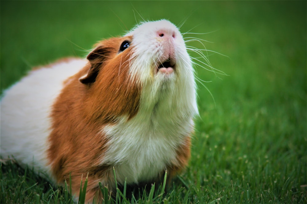 shallow focus photography of brown and white guinea pig