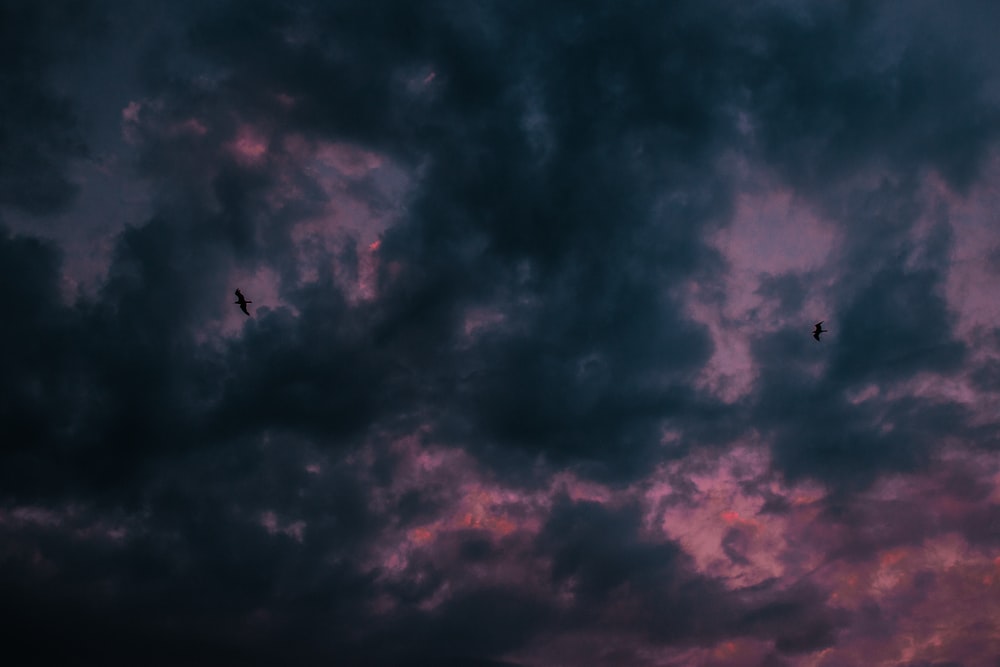 silhouette photo of two flying birds