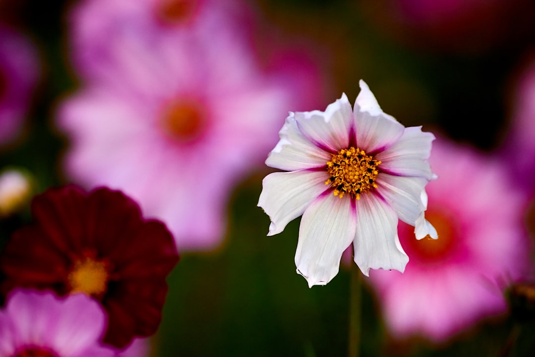 white-and-pink flowers