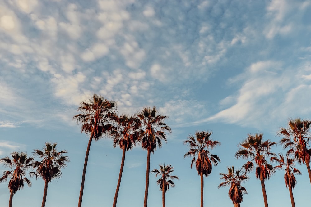 landscape photography of coconut trees