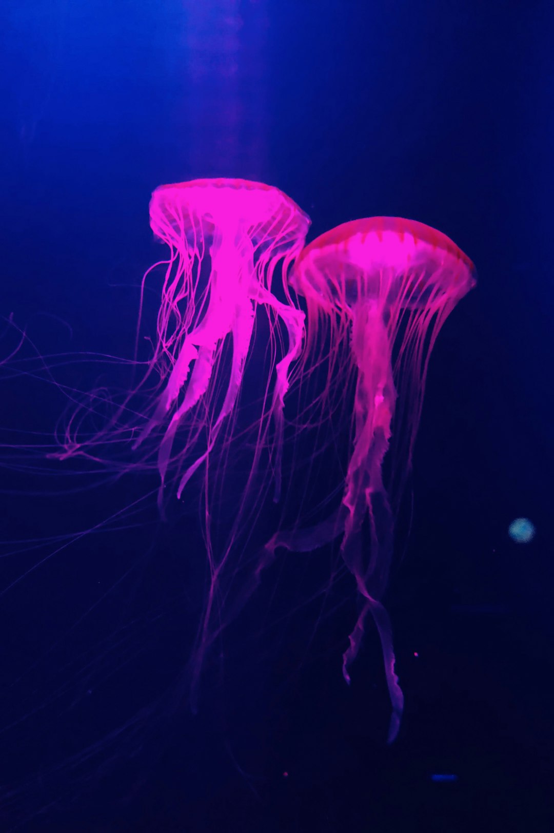 two purple jellyfishes