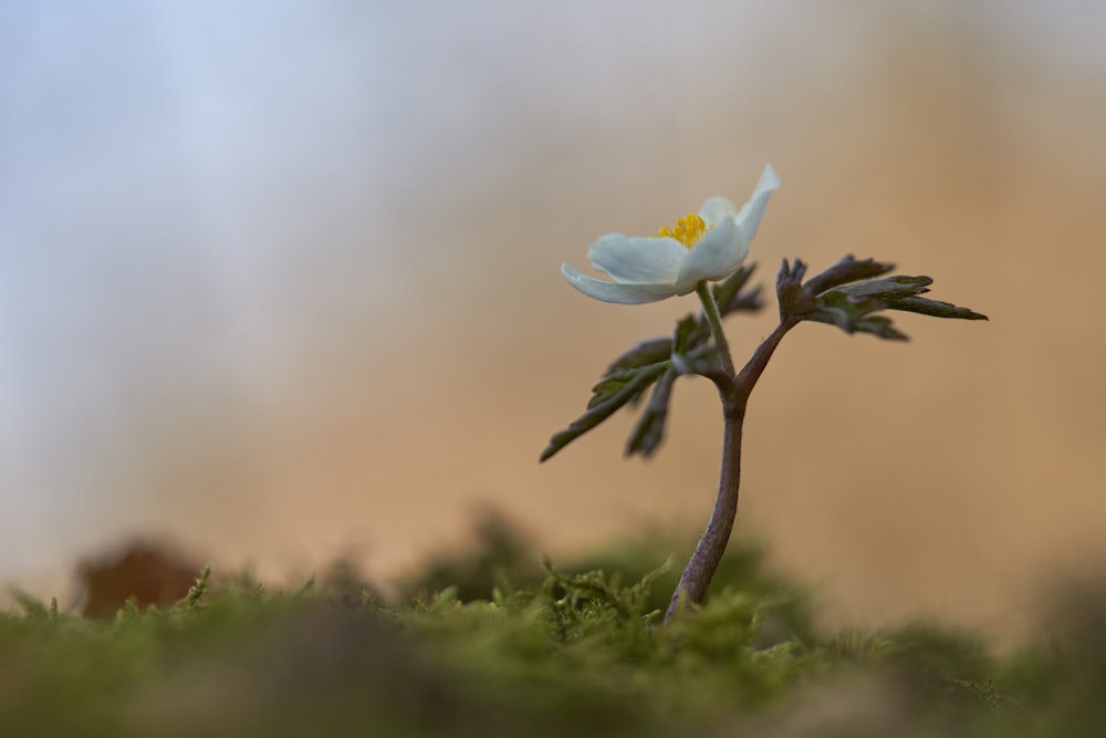 selective focus photography of white petaled flower