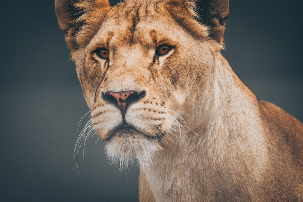 closeup photo of lioness