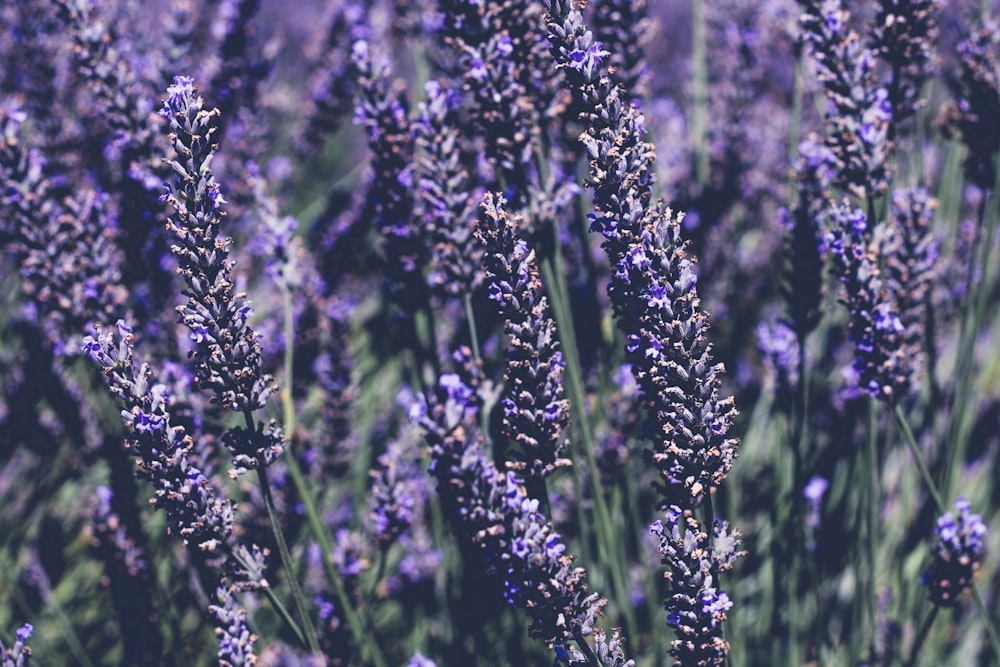 lavender