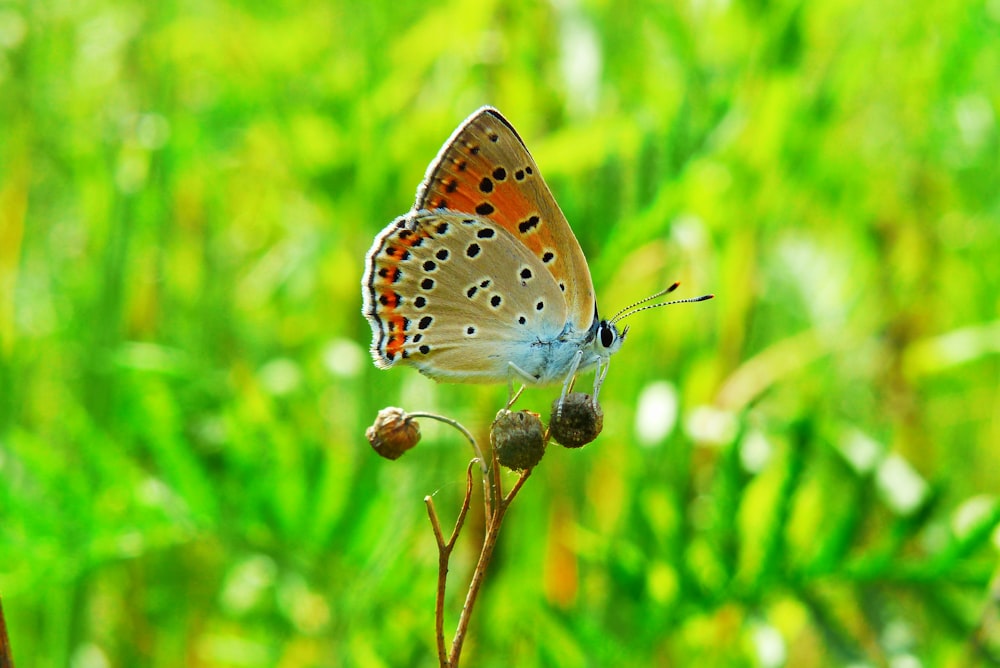 close-up photography of orange, beige, and black butterfly on flower
