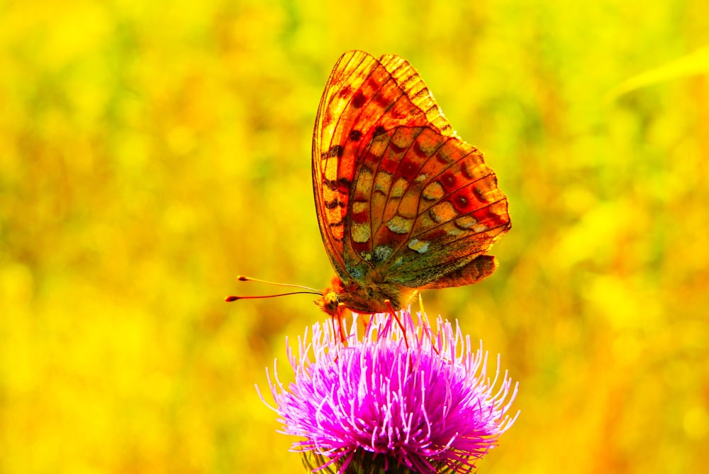selective focus photography of orange butterfly on flower