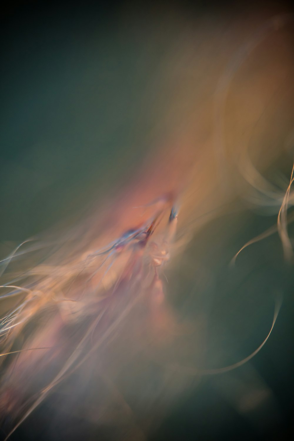 Una foto borrosa de una medusa en el agua