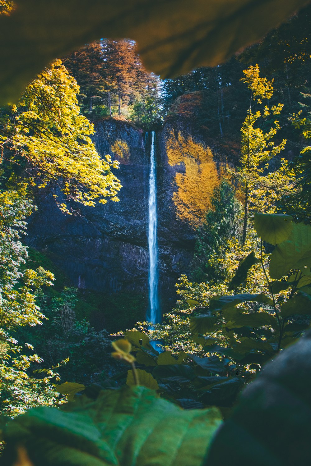 waterfalls surrounded with trees