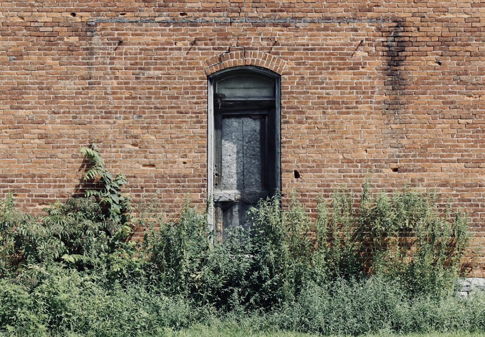 green plants beside brown building