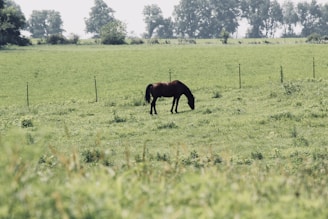 A healthy horse grazing in a green pasture.