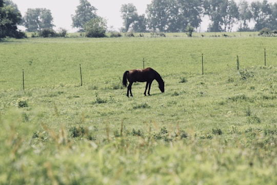 A healthy horse grazing in a green pasture.