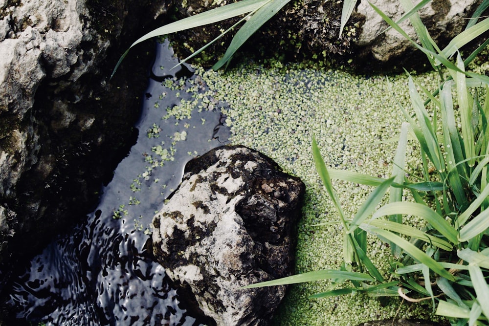 gray and green fish pond