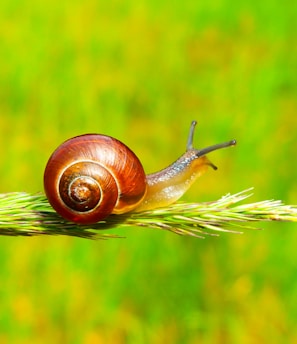 selective focus photography of snail on plant