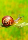 selective focus photography of snail on plant