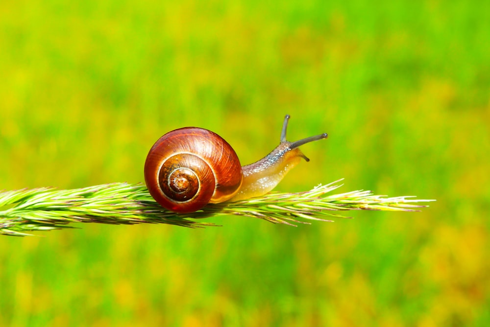 selective focus photography of snail on plant