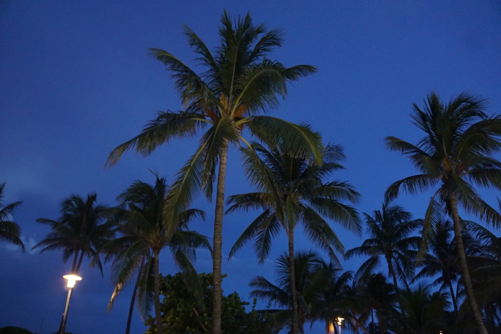low-angle coconut trees